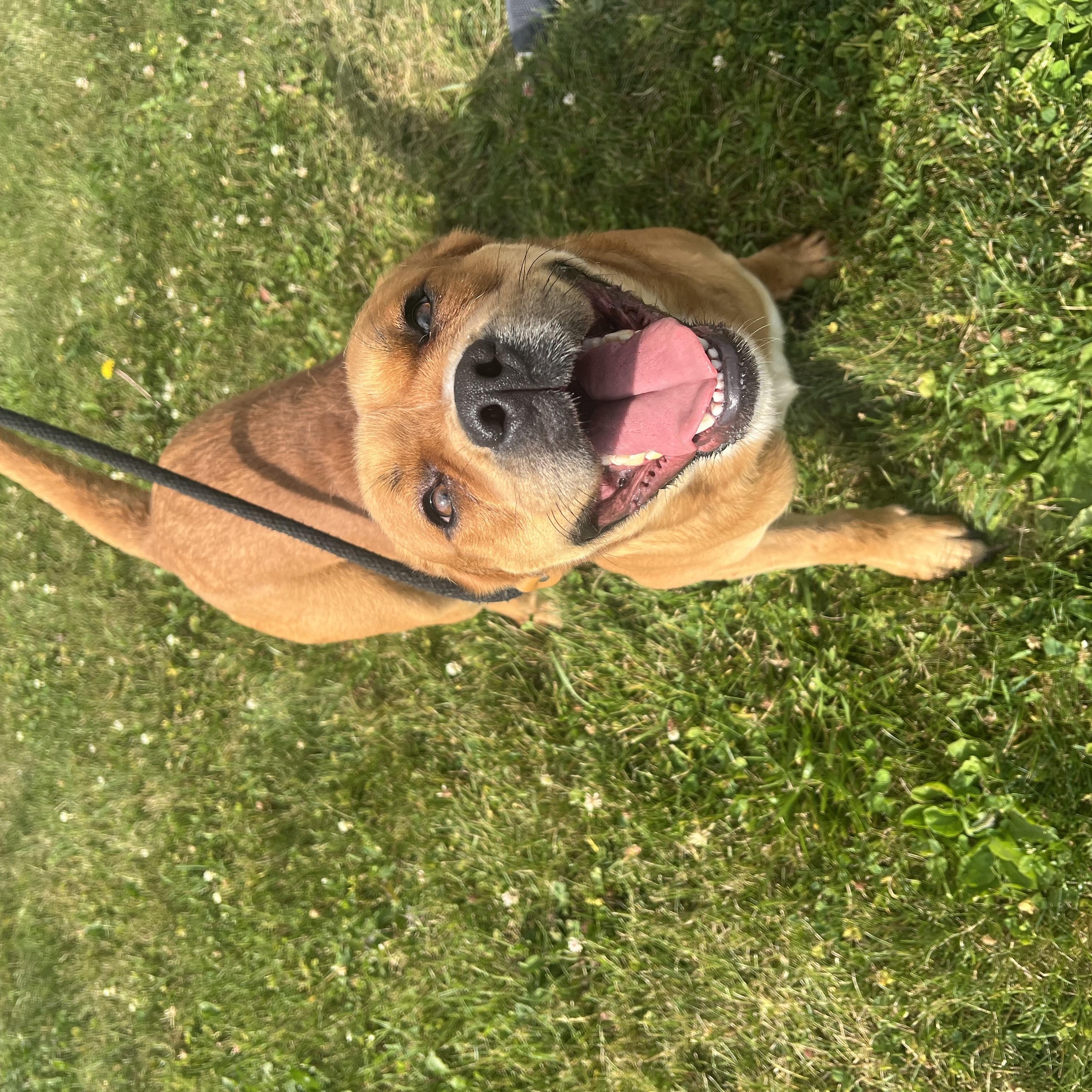 190694 Otis LOOKING FOR OWNER, a ADOPTABLE mixed breed in Ravenna, OH image 2/6
