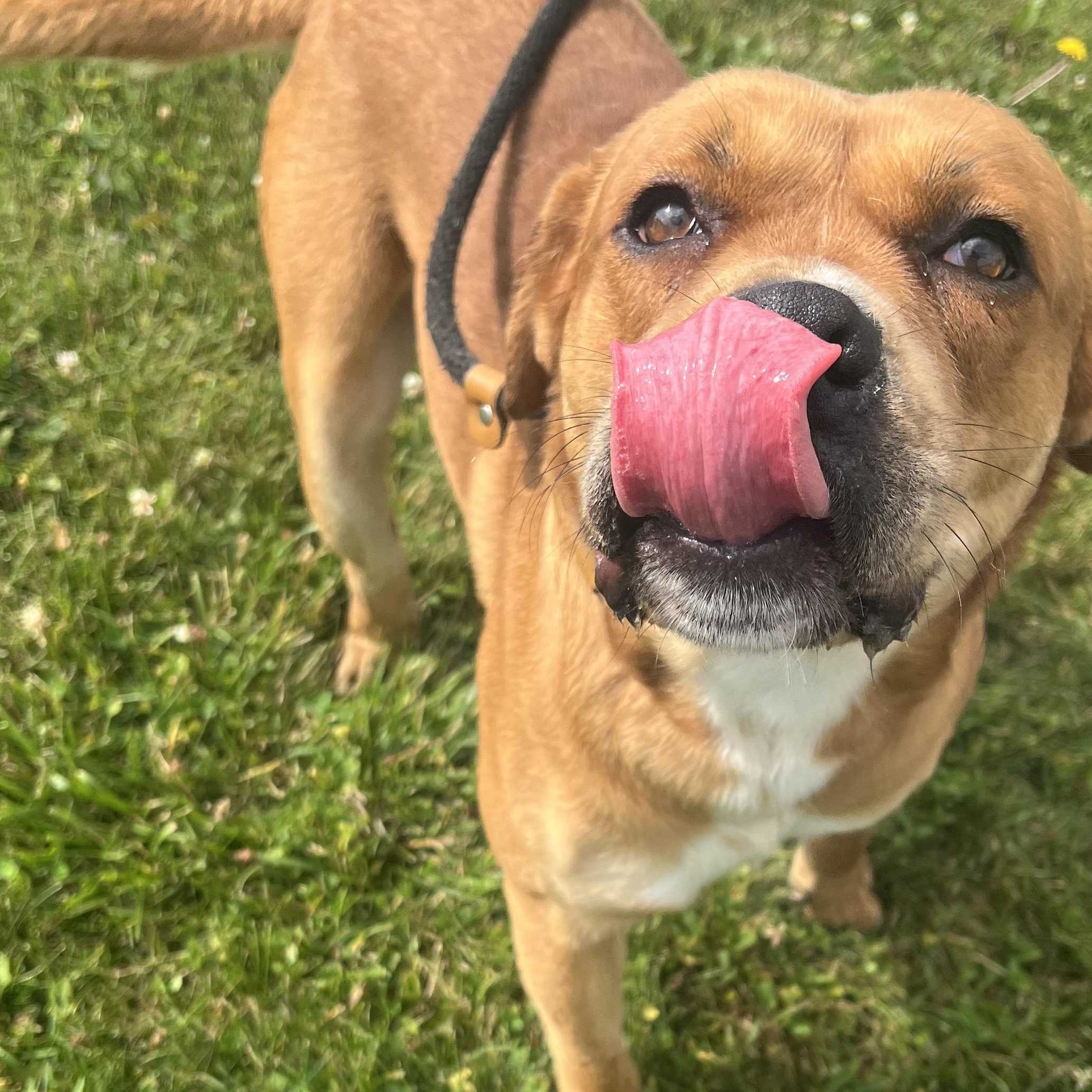 190694 Otis LOOKING FOR OWNER, a ADOPTABLE mixed breed in Ravenna, OH image 4/6