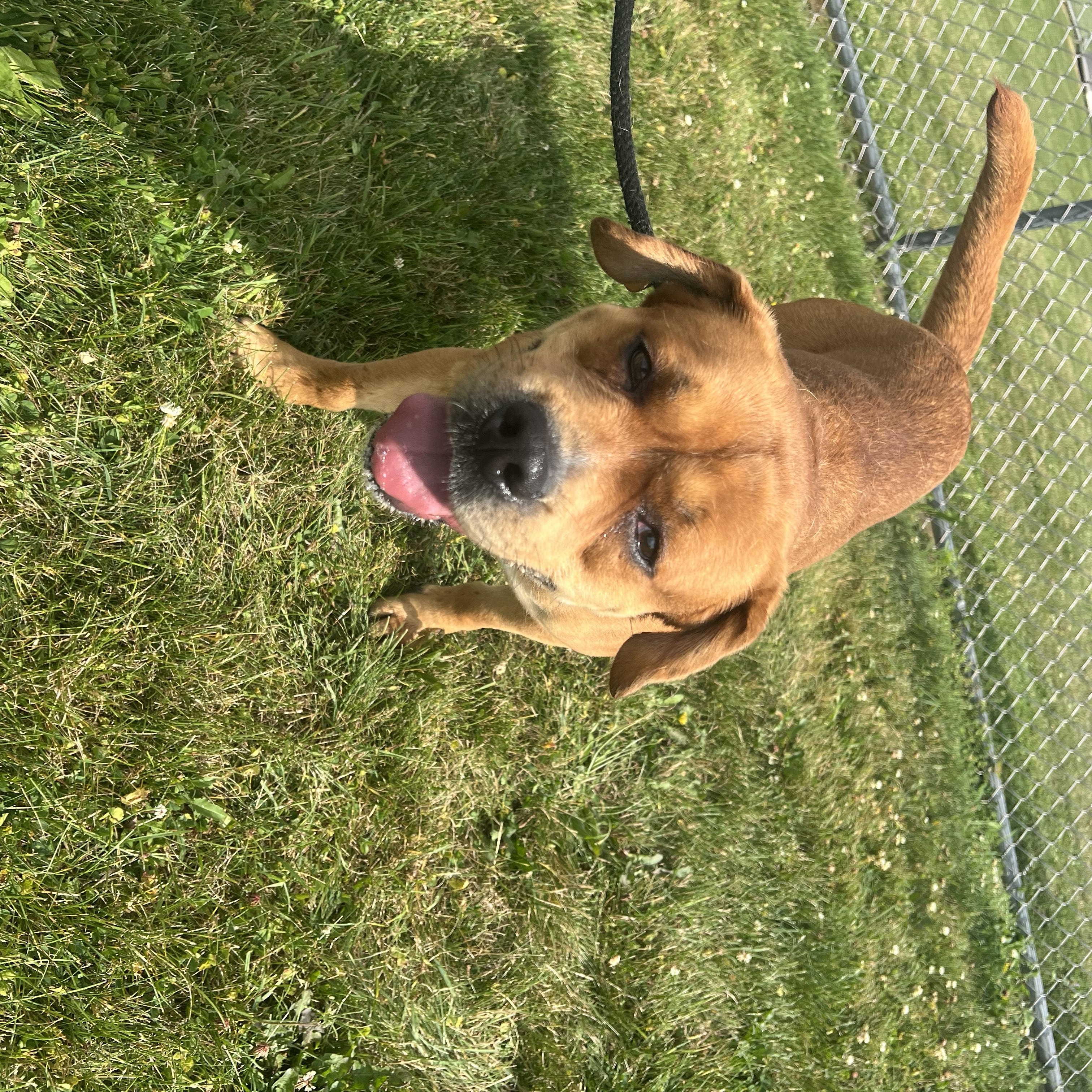 190694 Otis LOOKING FOR OWNER, a ADOPTABLE mixed breed in Ravenna, OH image 3/6