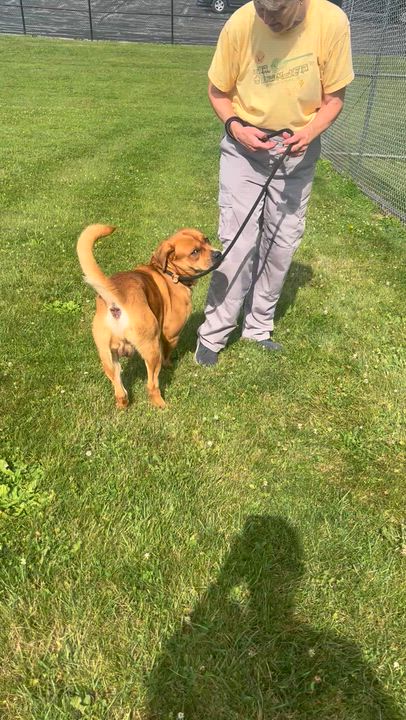 Enlarge 190694 Otis LOOKING FOR OWNER, a ADOPTABLE mixed breed in Ravenna, OH video 5/6