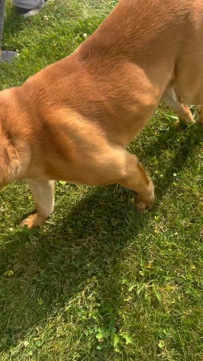 Enlarge 190694 Otis LOOKING FOR OWNER, a ADOPTABLE mixed breed in Ravenna, OH video 6/6