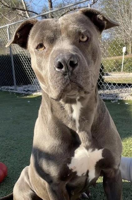 SASHA, Adoptable, Adult Female American Staffordshire Terrier.