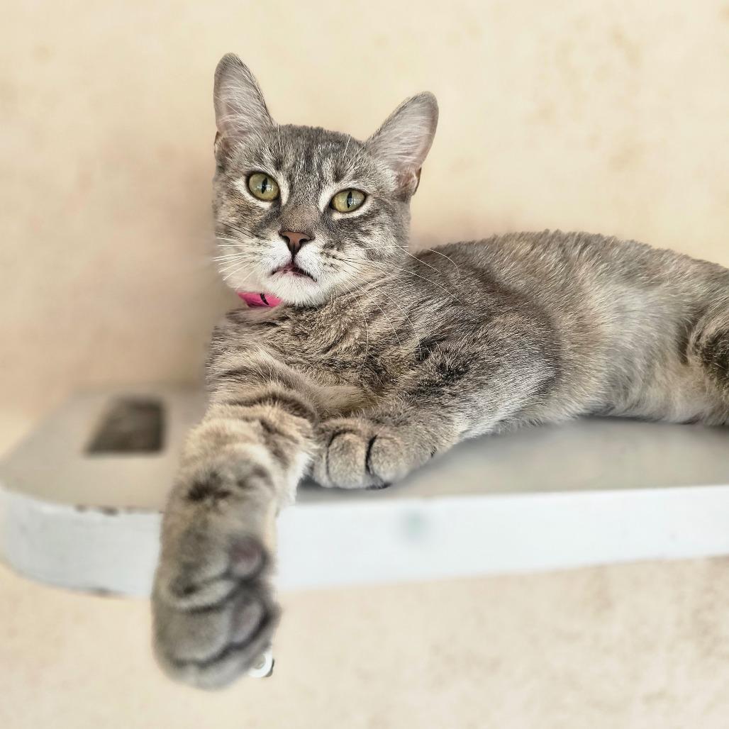 Aurora, Adoptable, Young Female Domestic Short Hair.