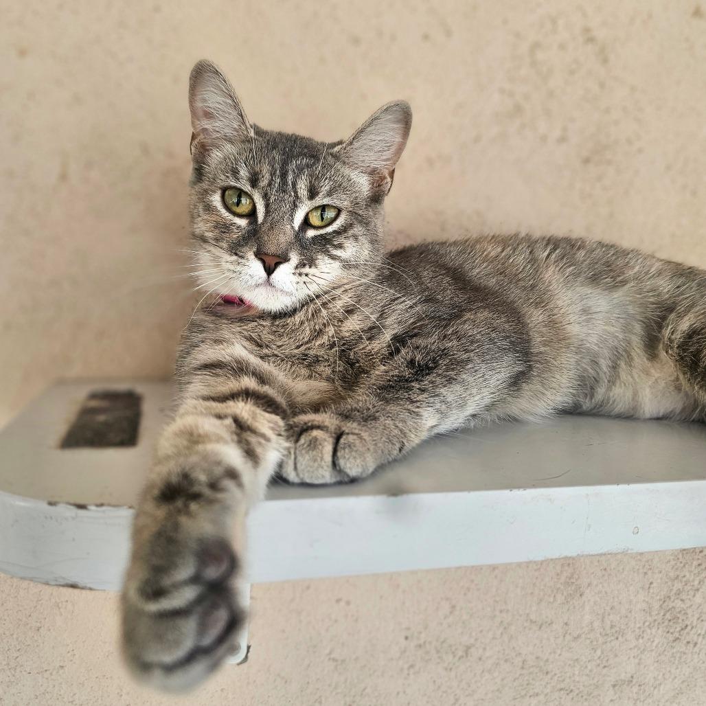 Enlarge Aurora, a Adoptable Domestic Short Hair in Laredo, TX image 2/2