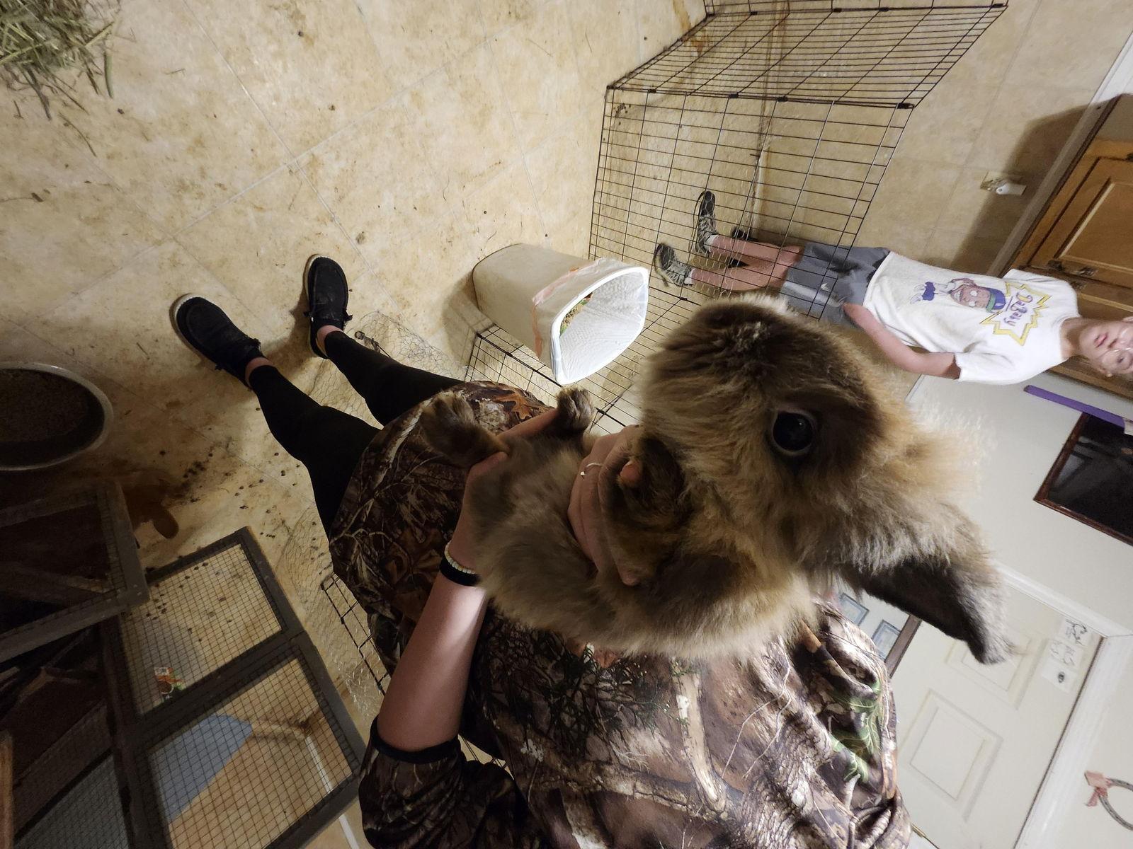 Roger, a Adoptable American in Hartselle, AL image 1/2