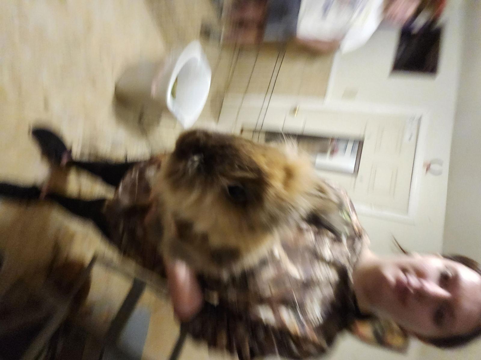 Roger, a Adoptable American in Hartselle, AL image 2/2