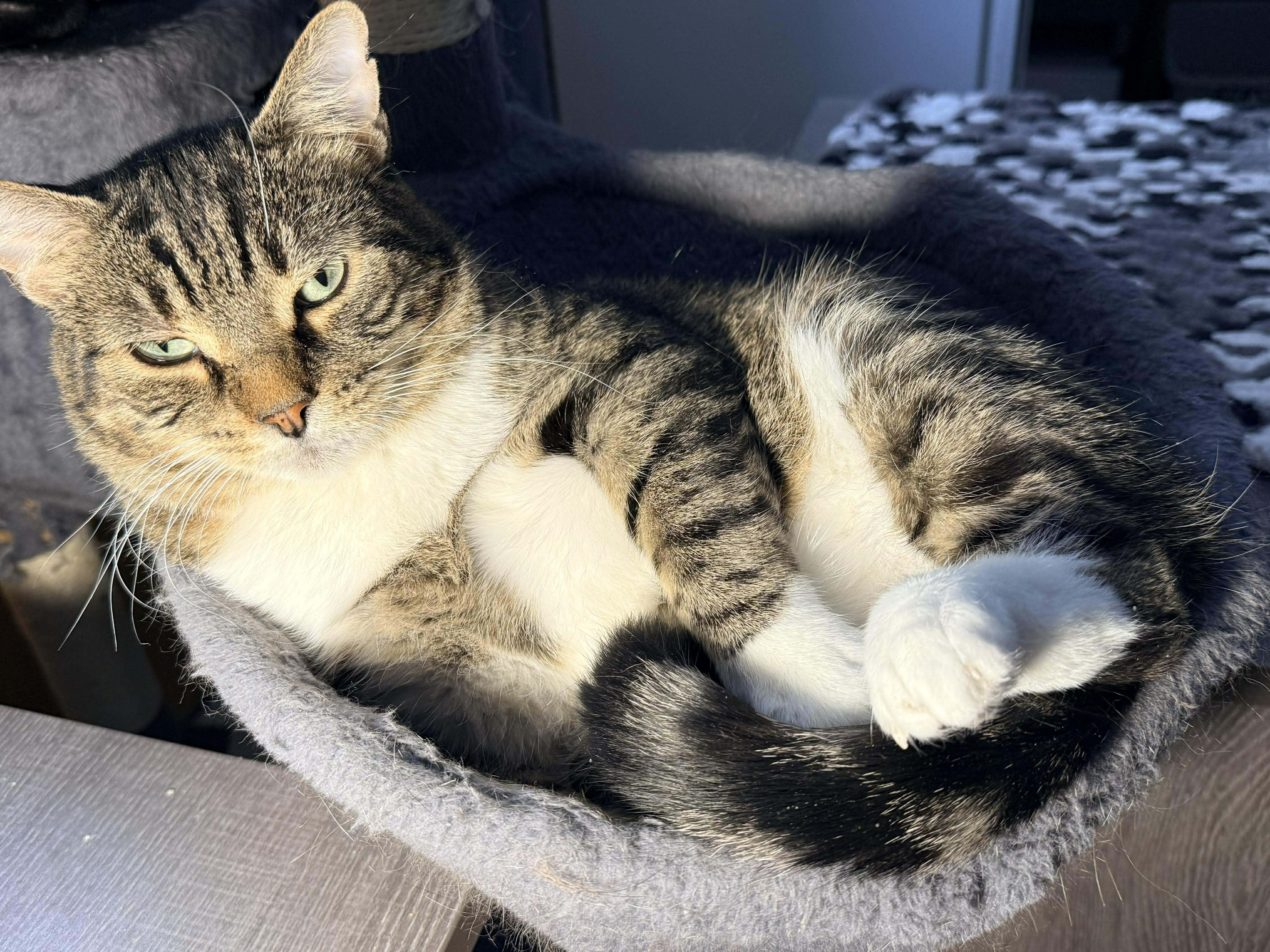 Mistygris, a Adoptable Domestic Short Hair in Terrebonne, QC image 1/6