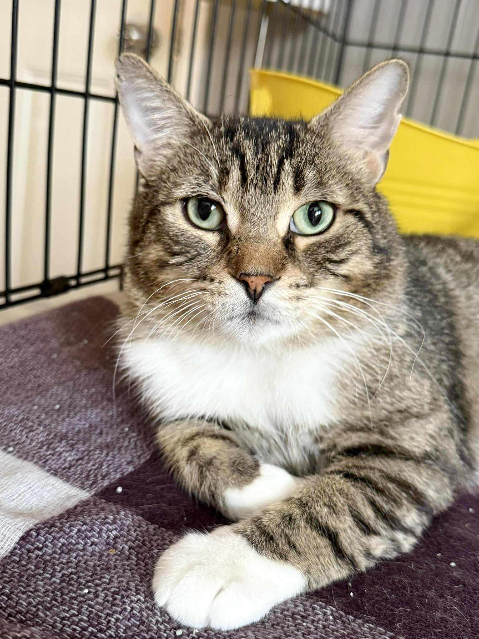 Enlarge Mistygris, a Adoptable Domestic Short Hair in Terrebonne, QC image 4/6