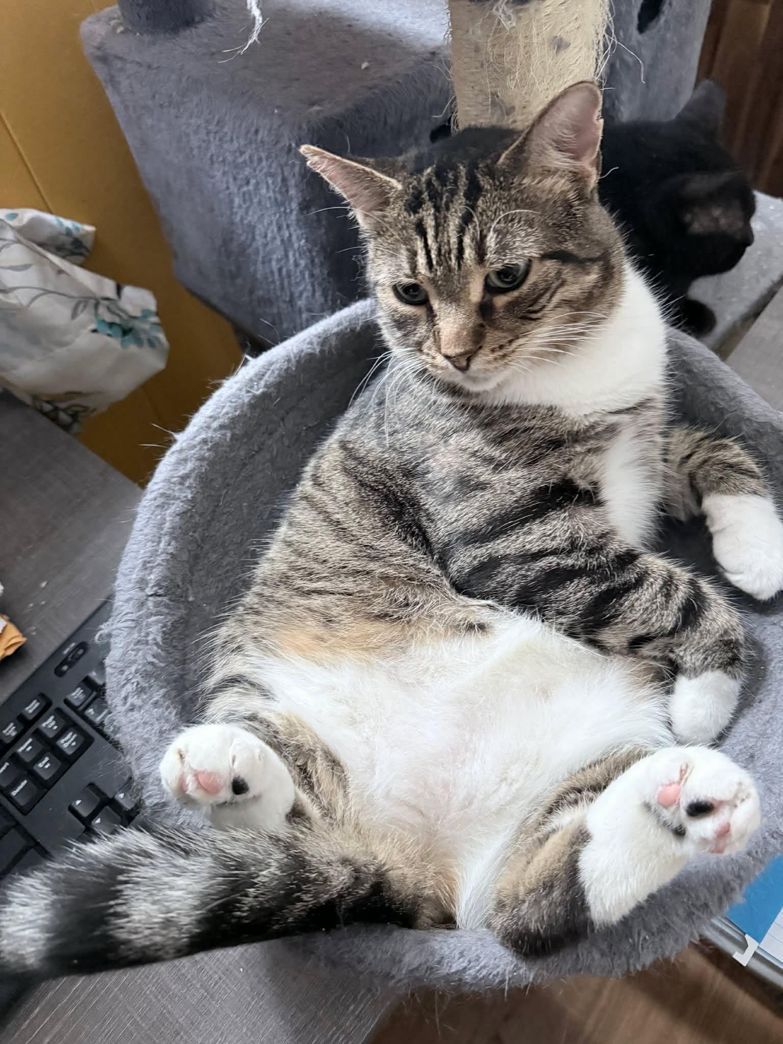 Enlarge Mistygris, a Adoptable Domestic Short Hair in Terrebonne, QC image 5/6