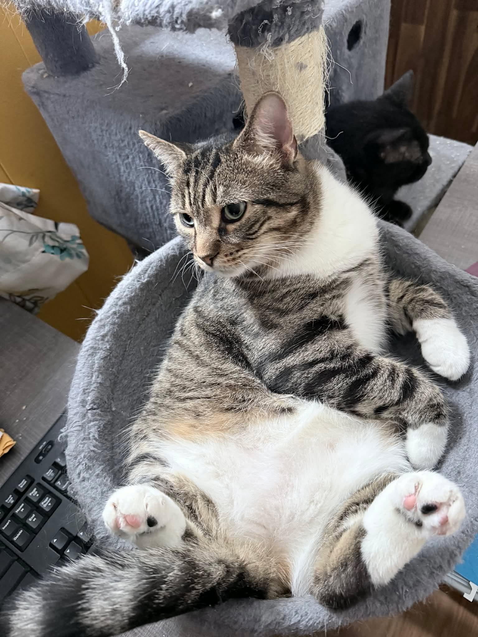 Enlarge Mistygris, a Adoptable Domestic Short Hair in Terrebonne, QC image 6/6