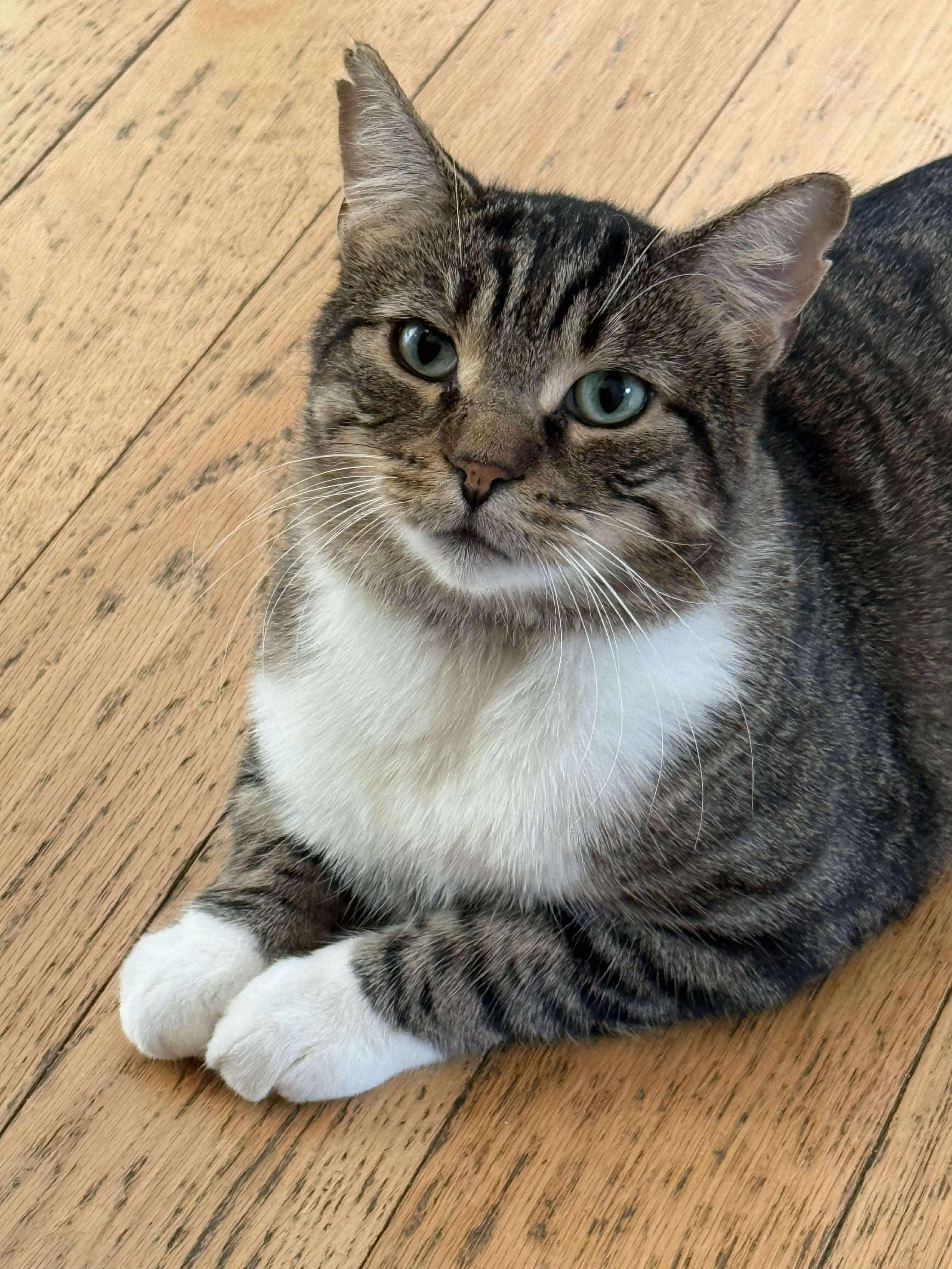 Mistygris, Adoptable, Adult Male Domestic Short Hair.