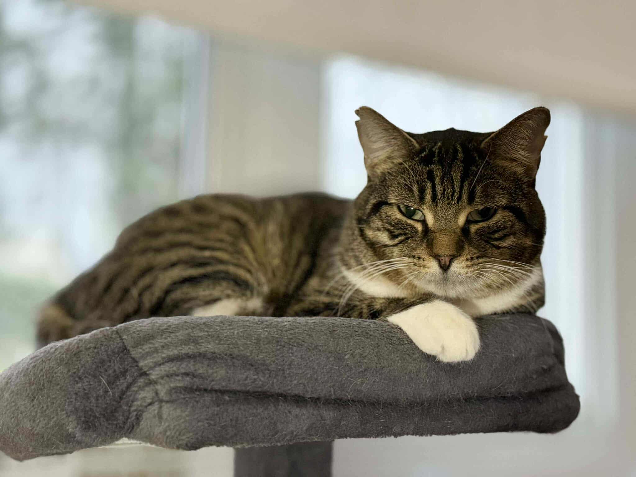 Enlarge Mistygris, a Adoptable Domestic Short Hair in Terrebonne, QC image 1/6