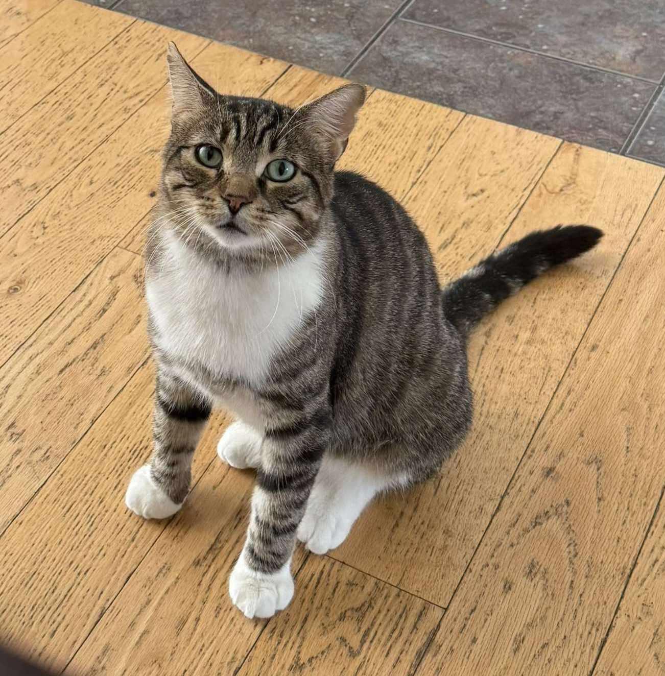 Enlarge Mistygris, a Adoptable Domestic Short Hair in Terrebonne, QC image 3/6