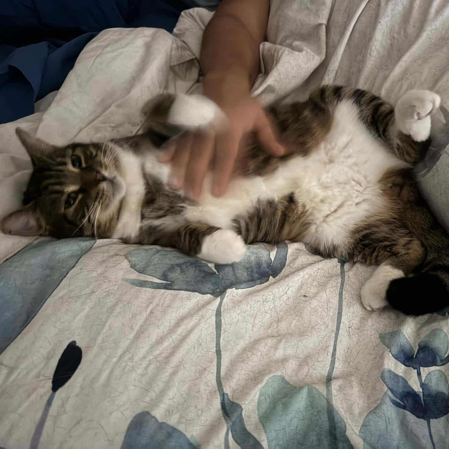 Mistygris, a Adoptable Domestic Short Hair in Terrebonne, QC image 5/6