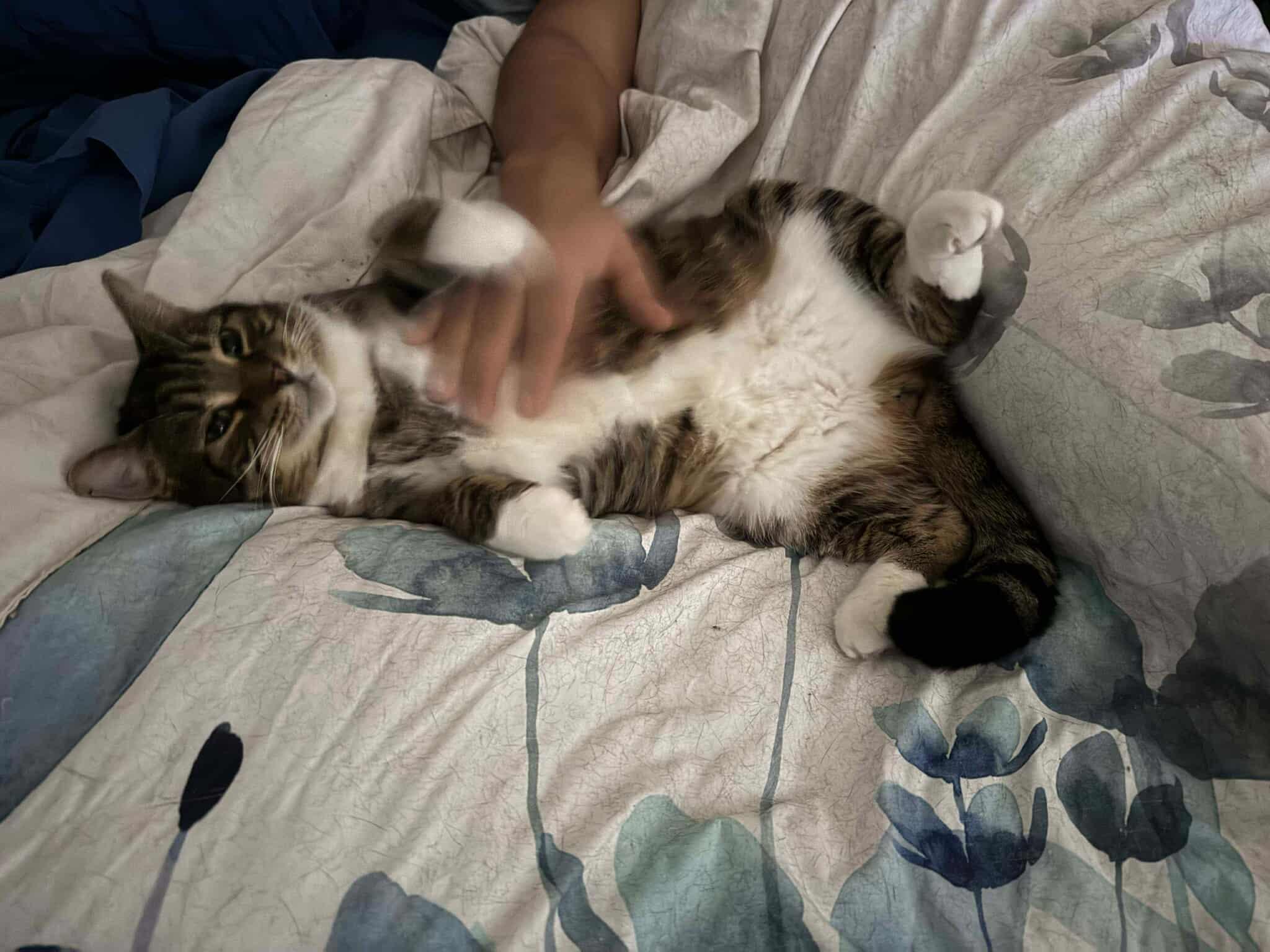 Enlarge Mistygris, a Adoptable Domestic Short Hair in Terrebonne, QC image 5/6