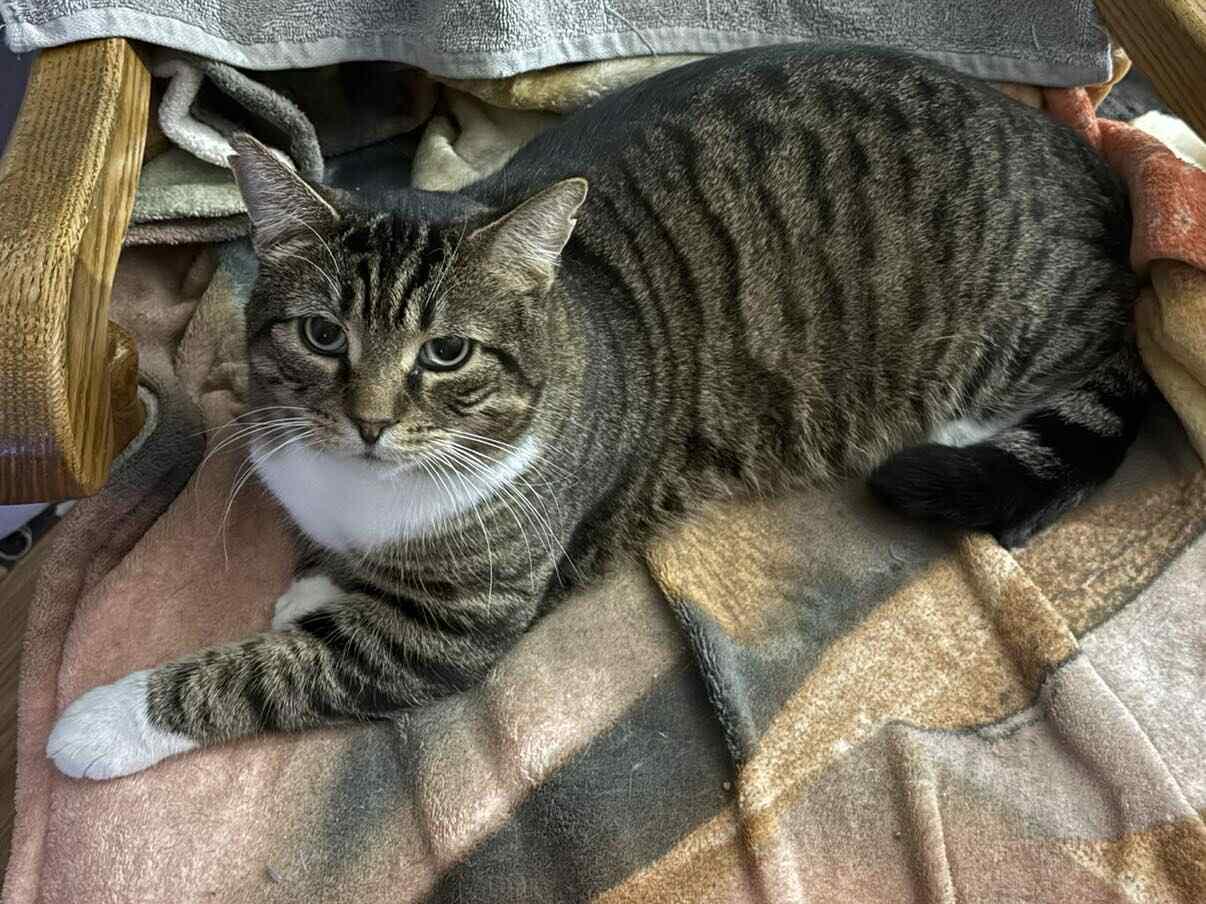 Enlarge Mistygris, a Adoptable Domestic Short Hair in Terrebonne, QC image 6/6