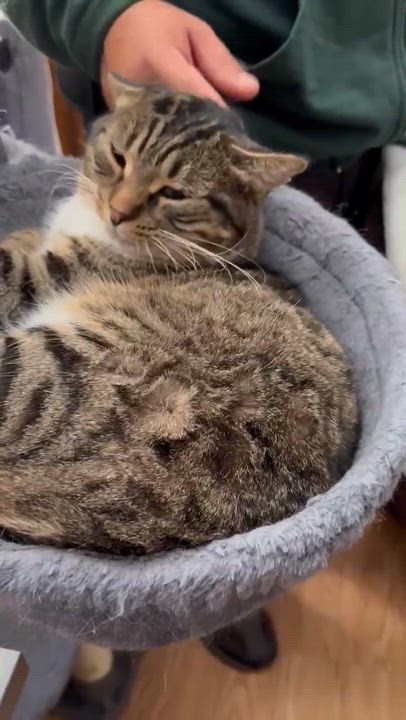 Enlarge Mistygris, a Adoptable Domestic Short Hair in Terrebonne, QC video 6/6