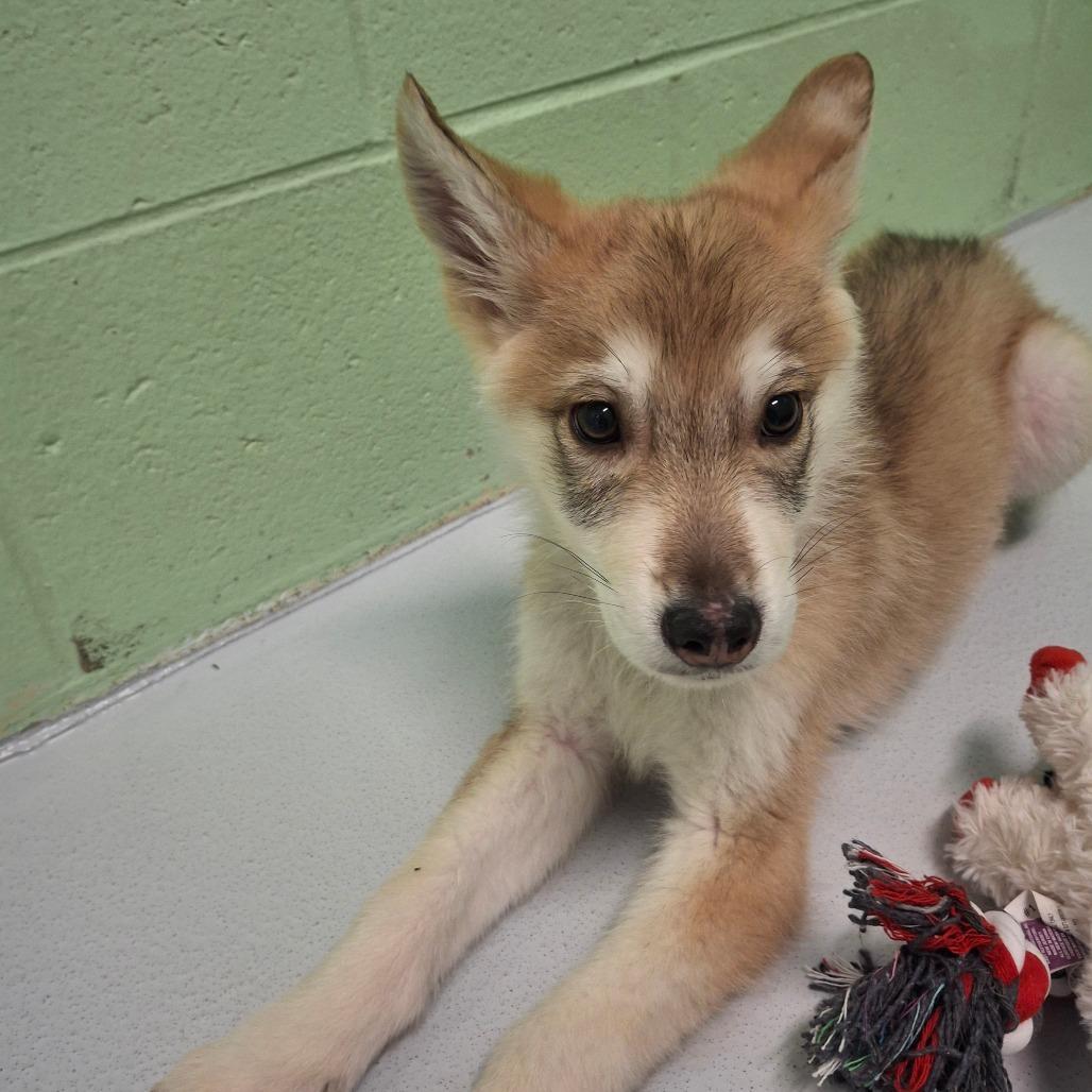 Graham, Adoptable, Puppy Male Shepherd & Husky.