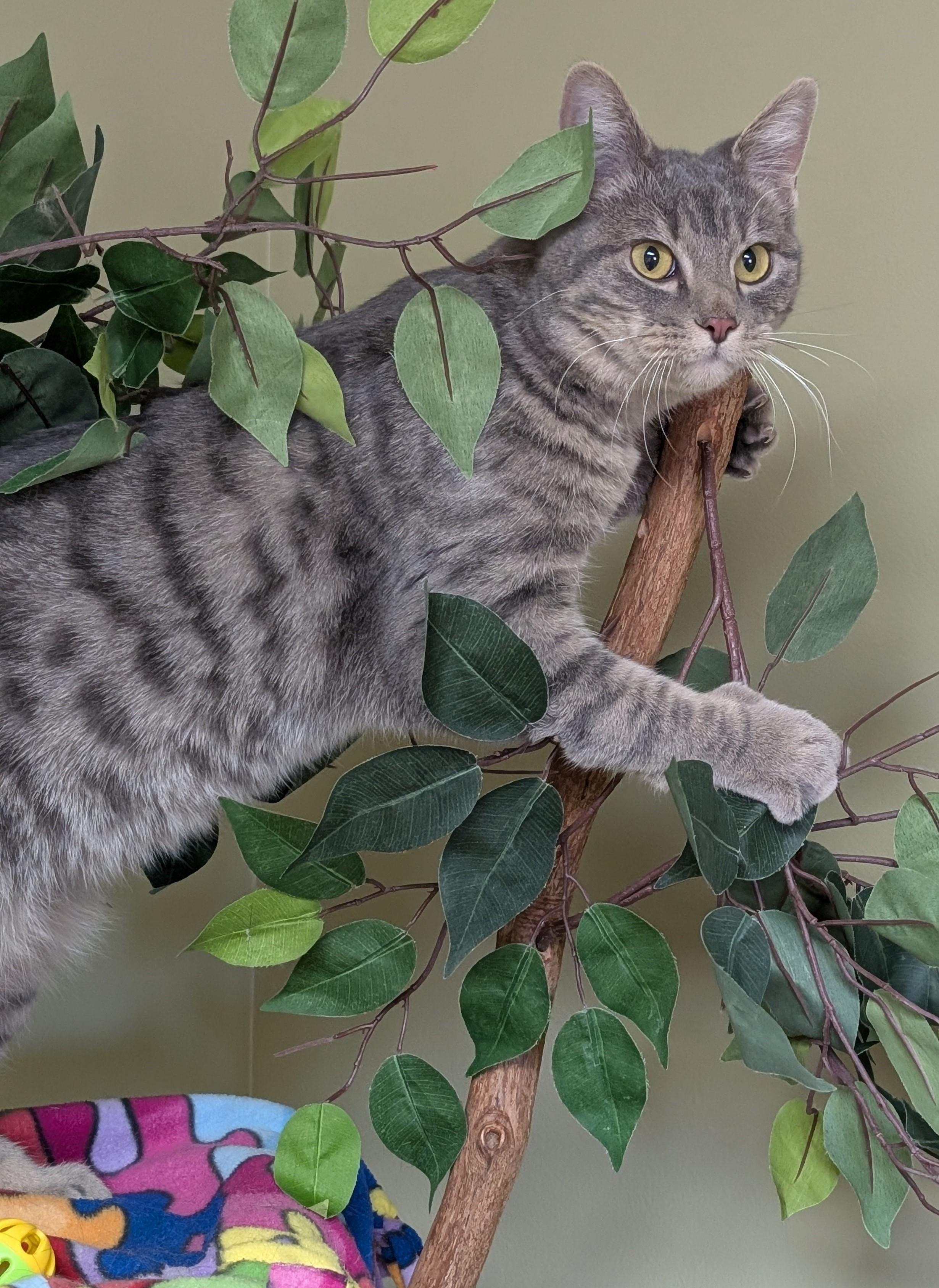 Enlarge Bean, an adoptable Domestic Short Hair in Hastings, NE image 4/4