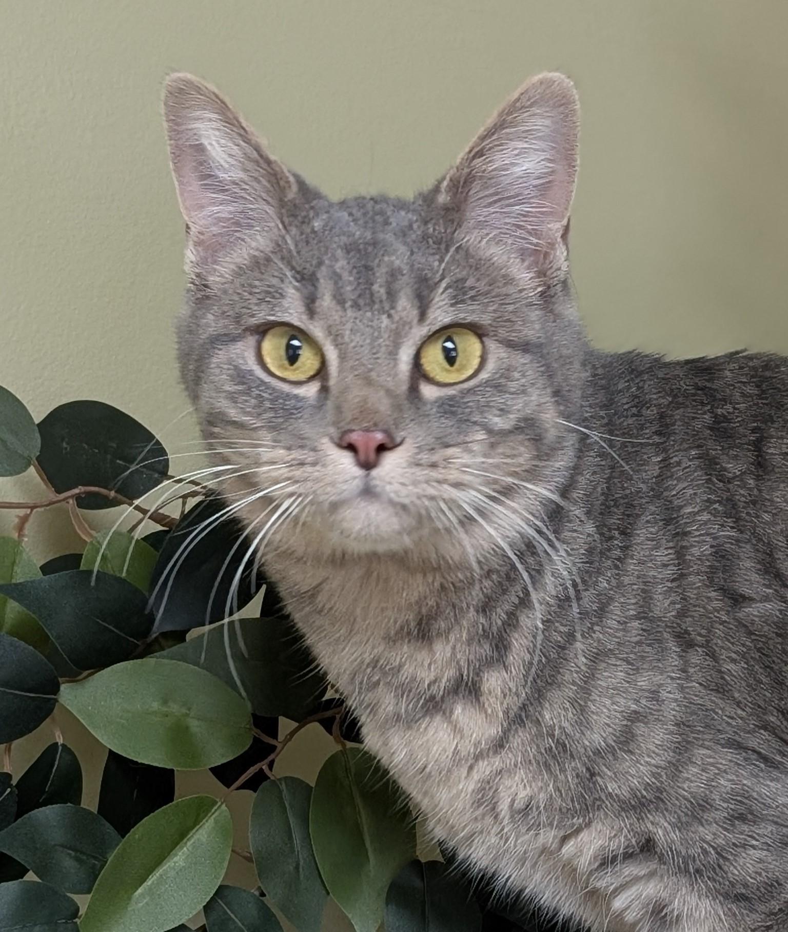 Enlarge Bean, an adoptable Domestic Short Hair in Hastings, NE image 1/4
