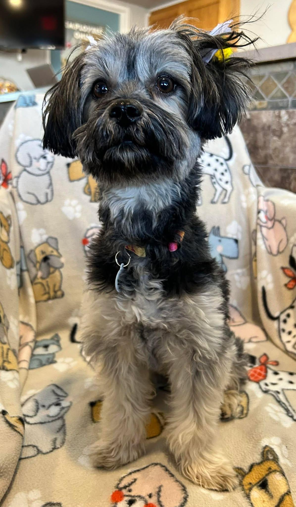 Dahlia, an adopted Shih Tzu in Phoenix, AZ image 5/6