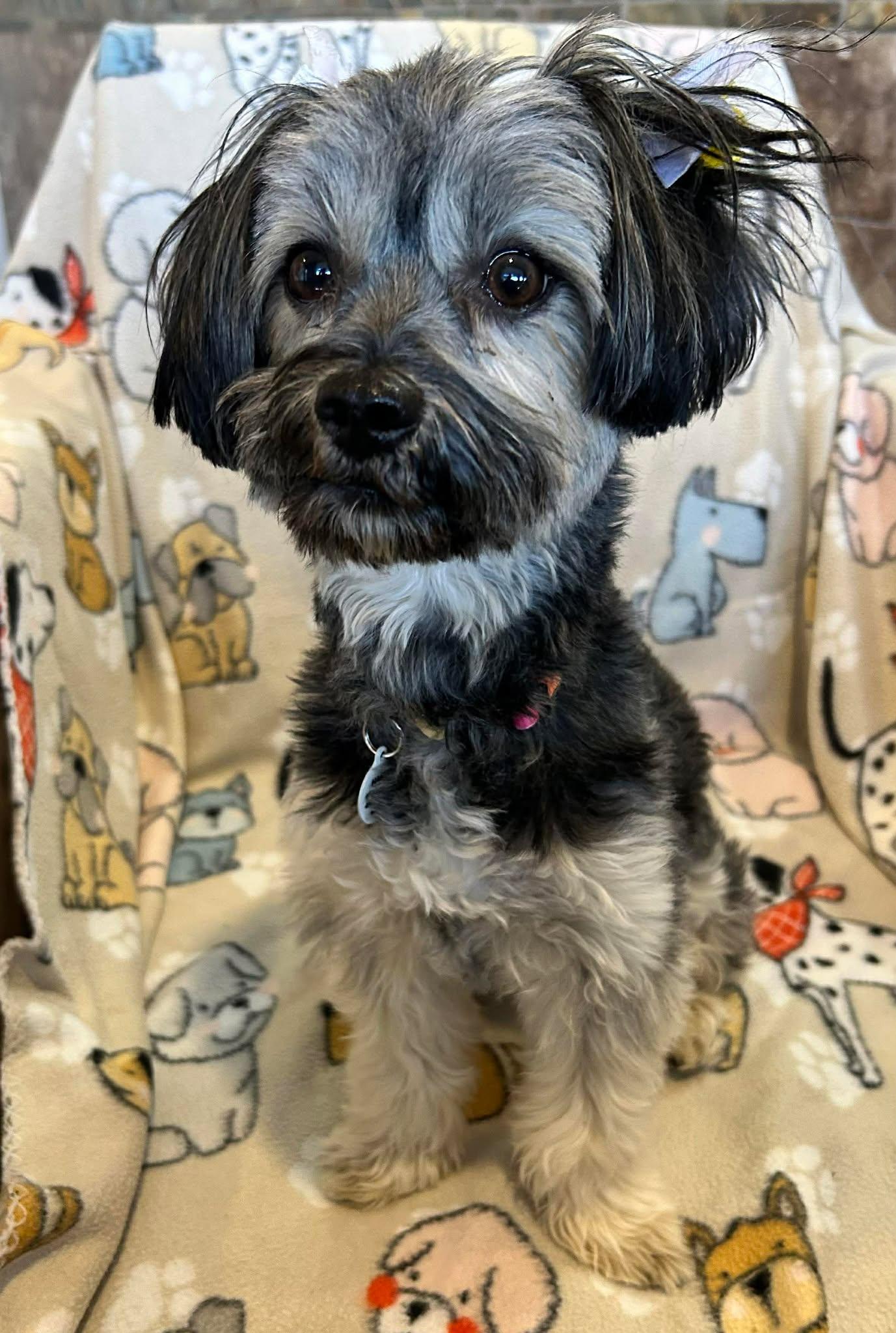 Dahlia, an adopted Shih Tzu in Phoenix, AZ image 4/6