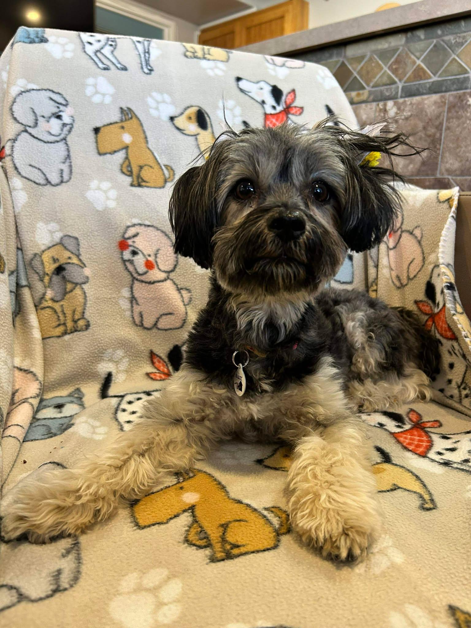 Dahlia, adopted, Adult Female Shih Tzu.