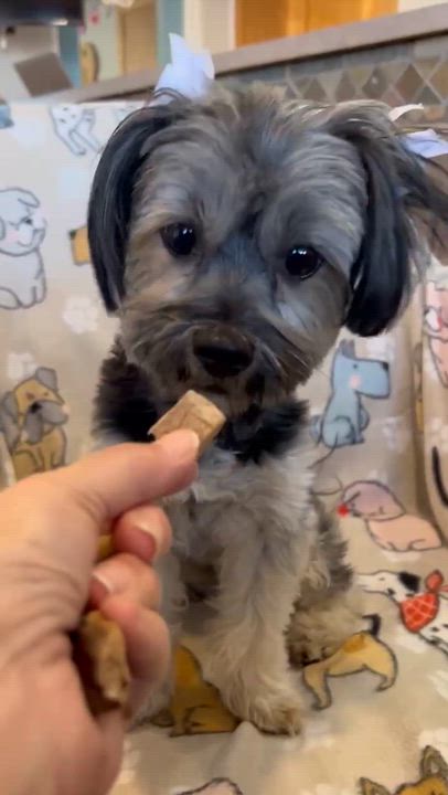 Enlarge Dahlia, an adopted Shih Tzu in Phoenix, AZ video 2/6