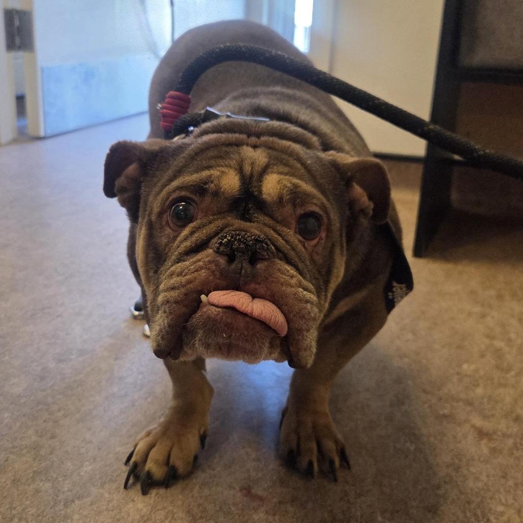 Enlarge Madonna, a Adoptable English Bulldog in Saint Louis, MO image 1/1