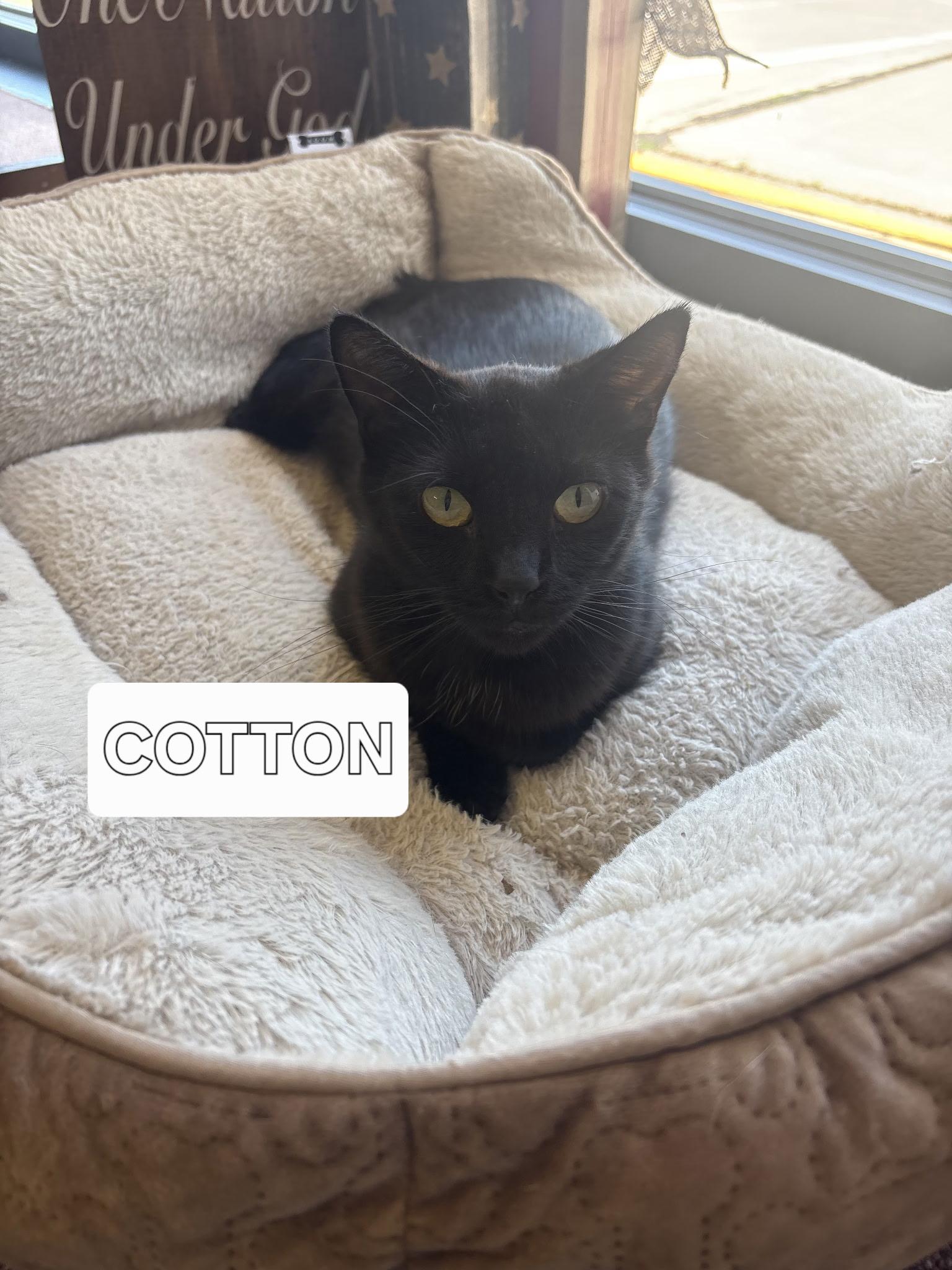Cotton