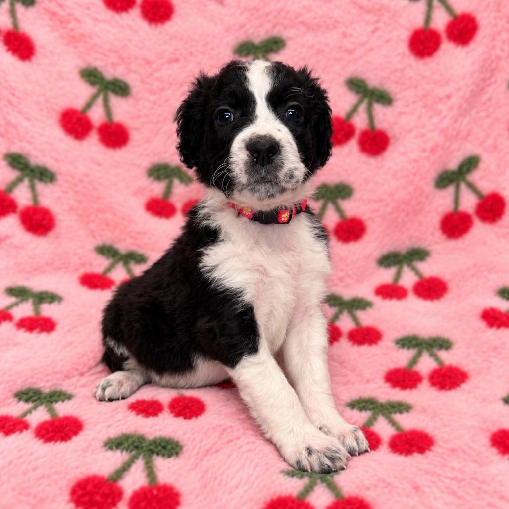 Cherry, Adoptable, Puppy Female German Wirehaired Pointer & English Springer Spaniel.