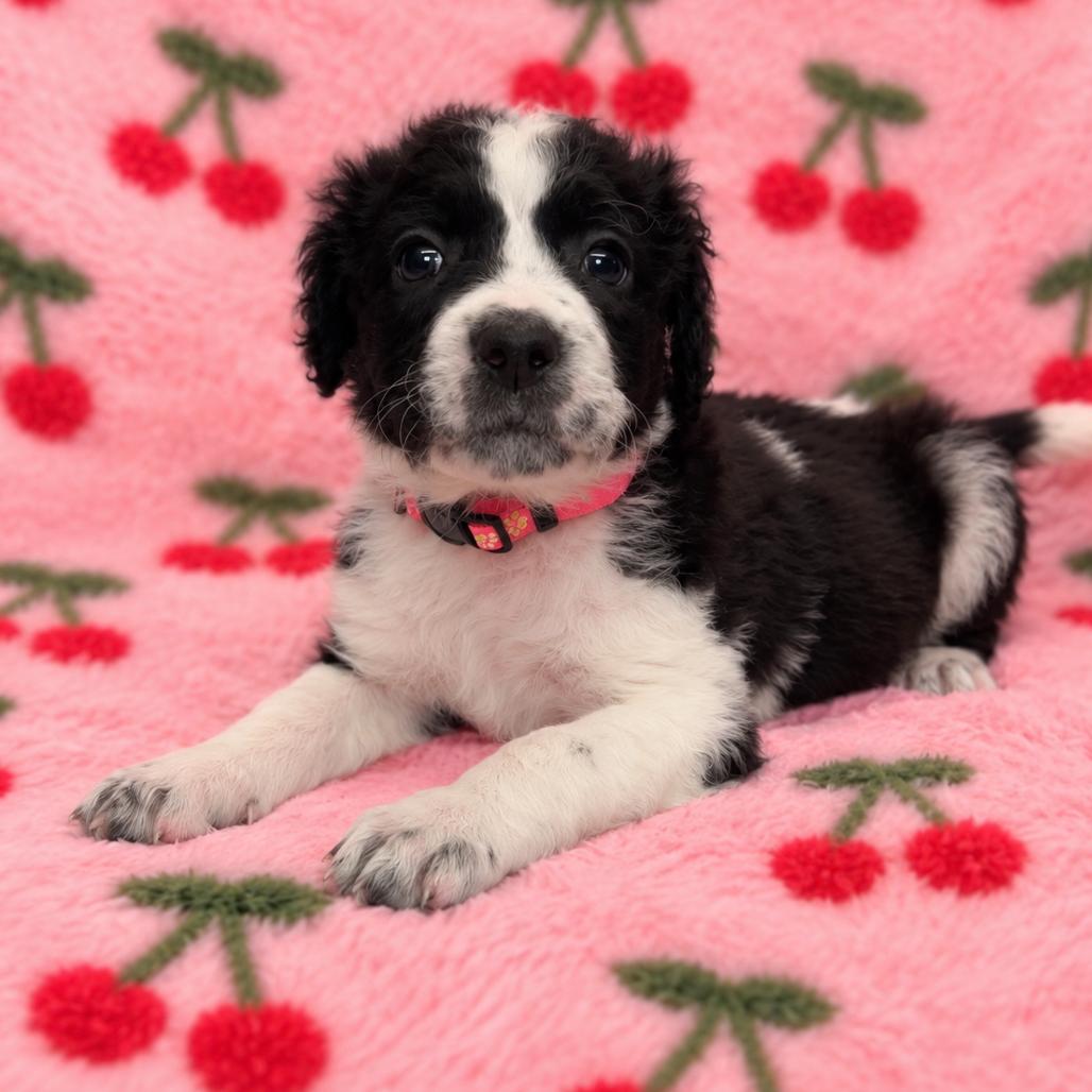 Enlarge Cherry, a Adoptable mixed breed in St. Peters, MO image 2/2