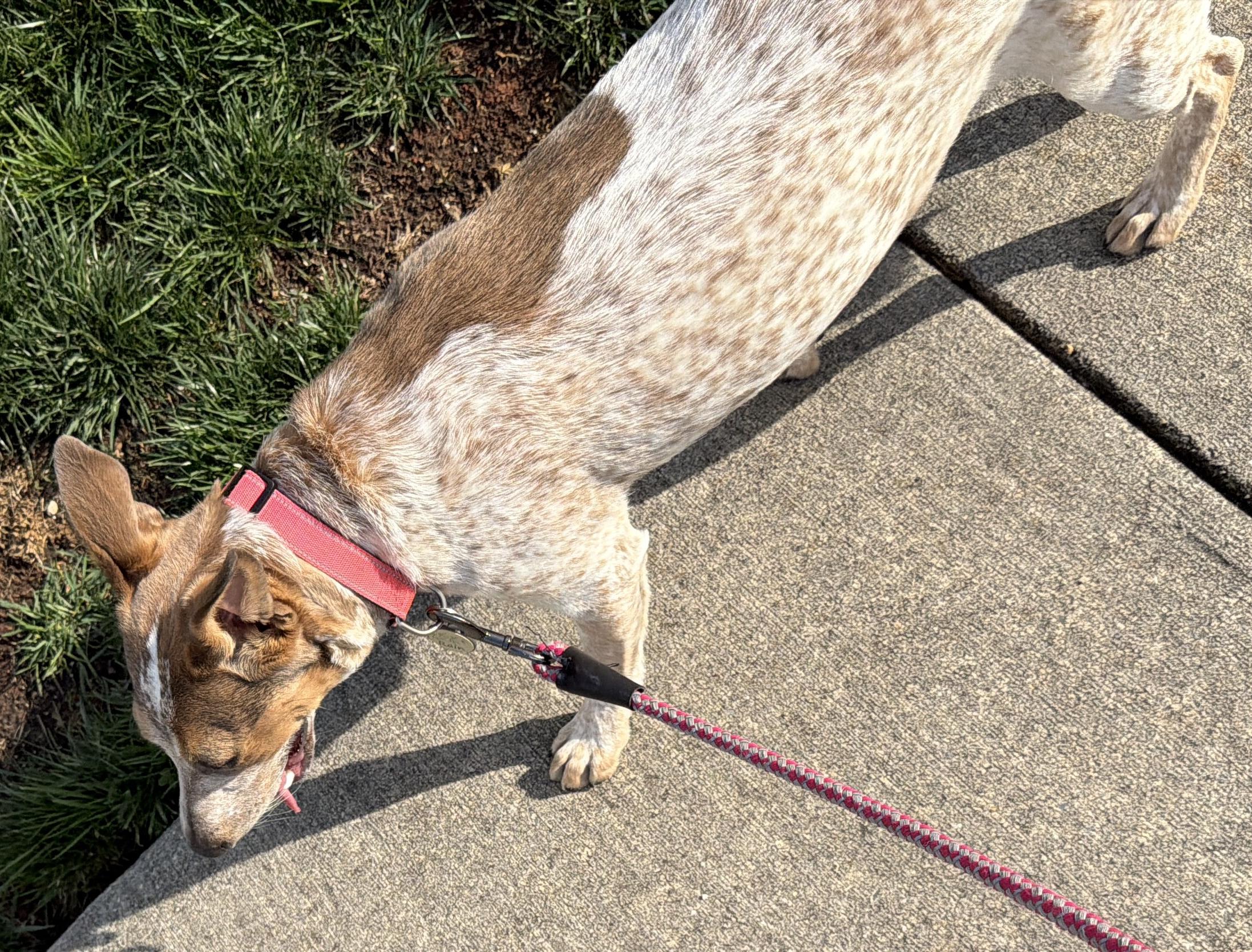 Enlarge Raine-(2025R2 litter) Available-Courtesy Post, a ADOPTABLE mixed breed in Frederick, MD image 6/6