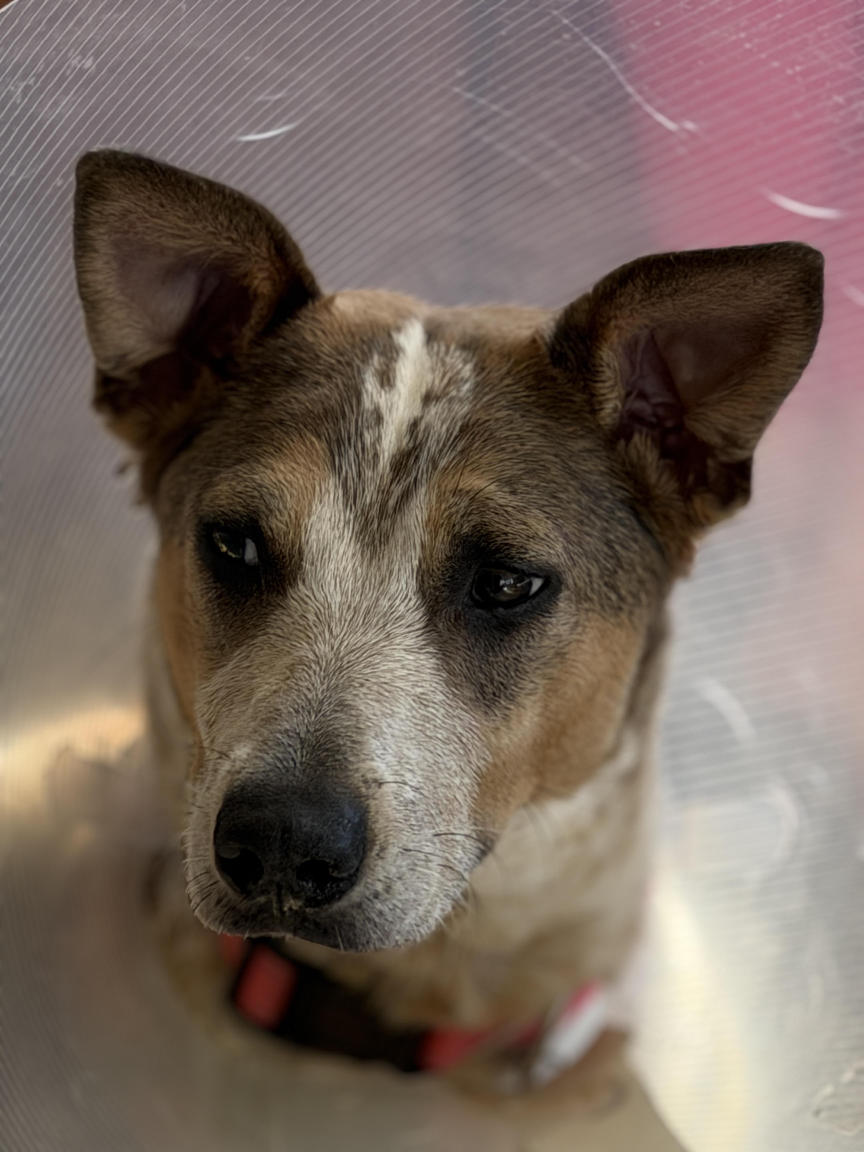 Enlarge Raine-(2025R2 litter) Available-Courtesy Post, a ADOPTABLE mixed breed in Frederick, MD image 4/6