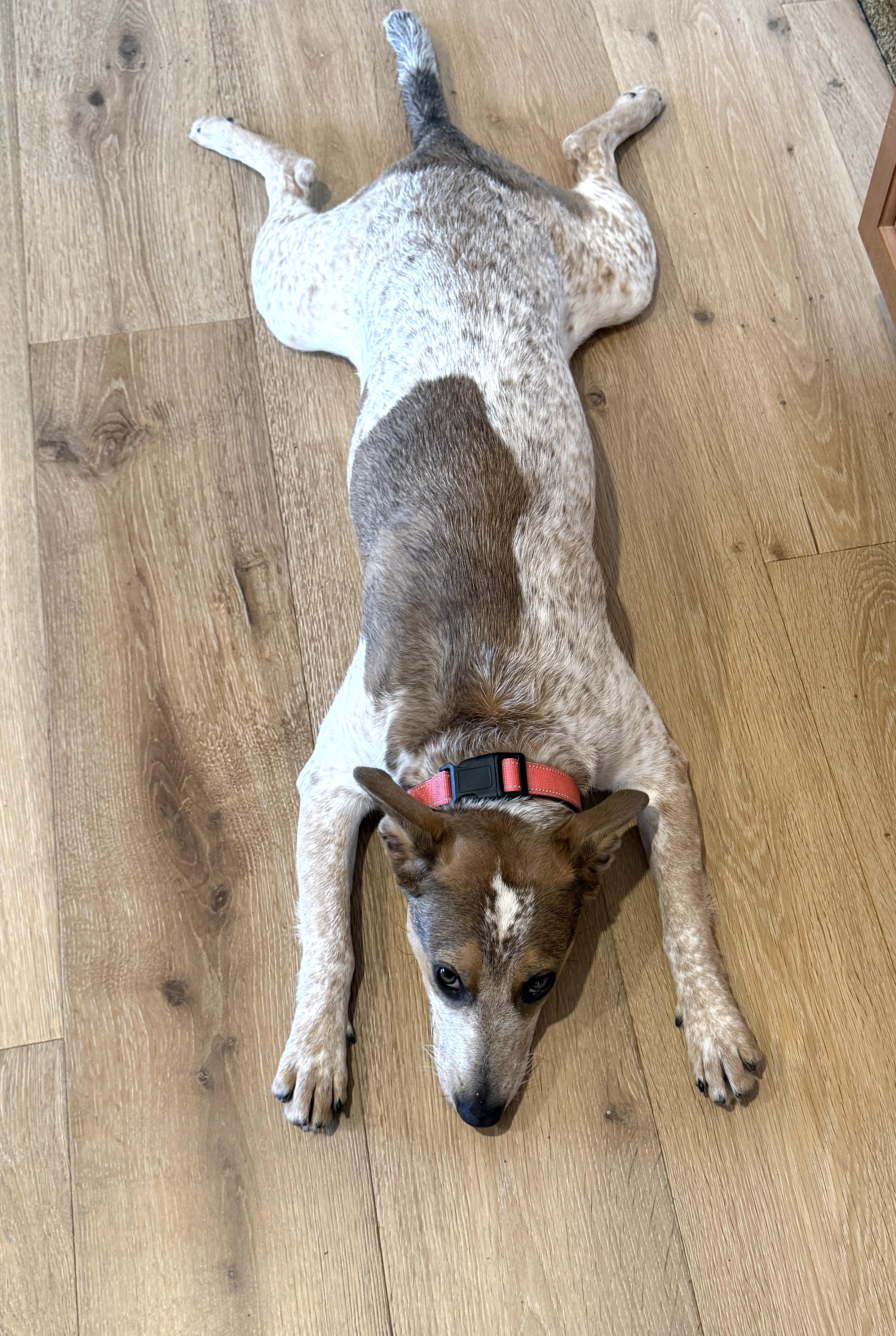 Enlarge Raine-(2025R2 litter) Available-Courtesy Post, a ADOPTABLE mixed breed in Frederick, MD image 3/6