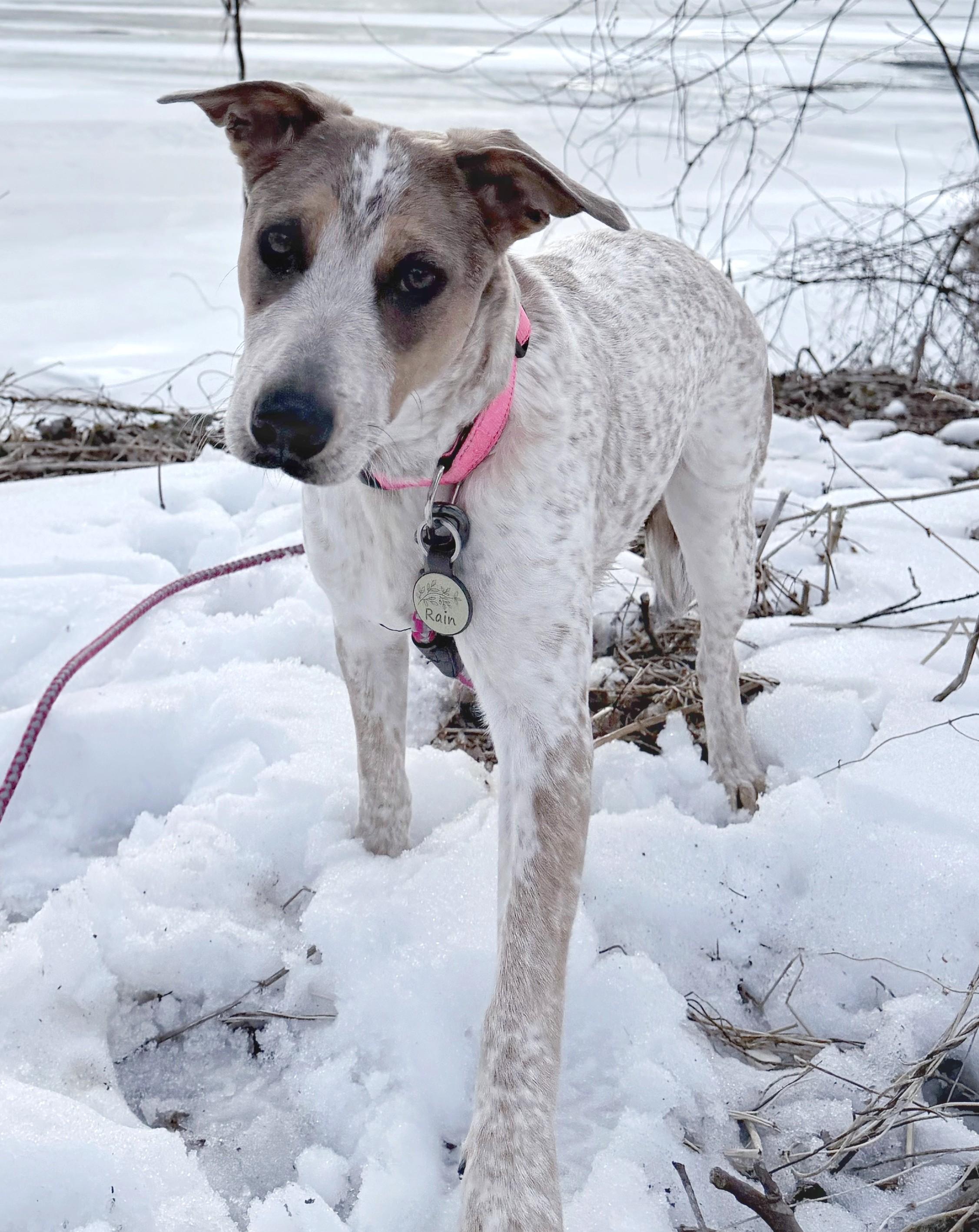 Enlarge Raine-(2025R2 litter) Available-Courtesy Post, a ADOPTABLE mixed breed in Frederick, MD image 5/6