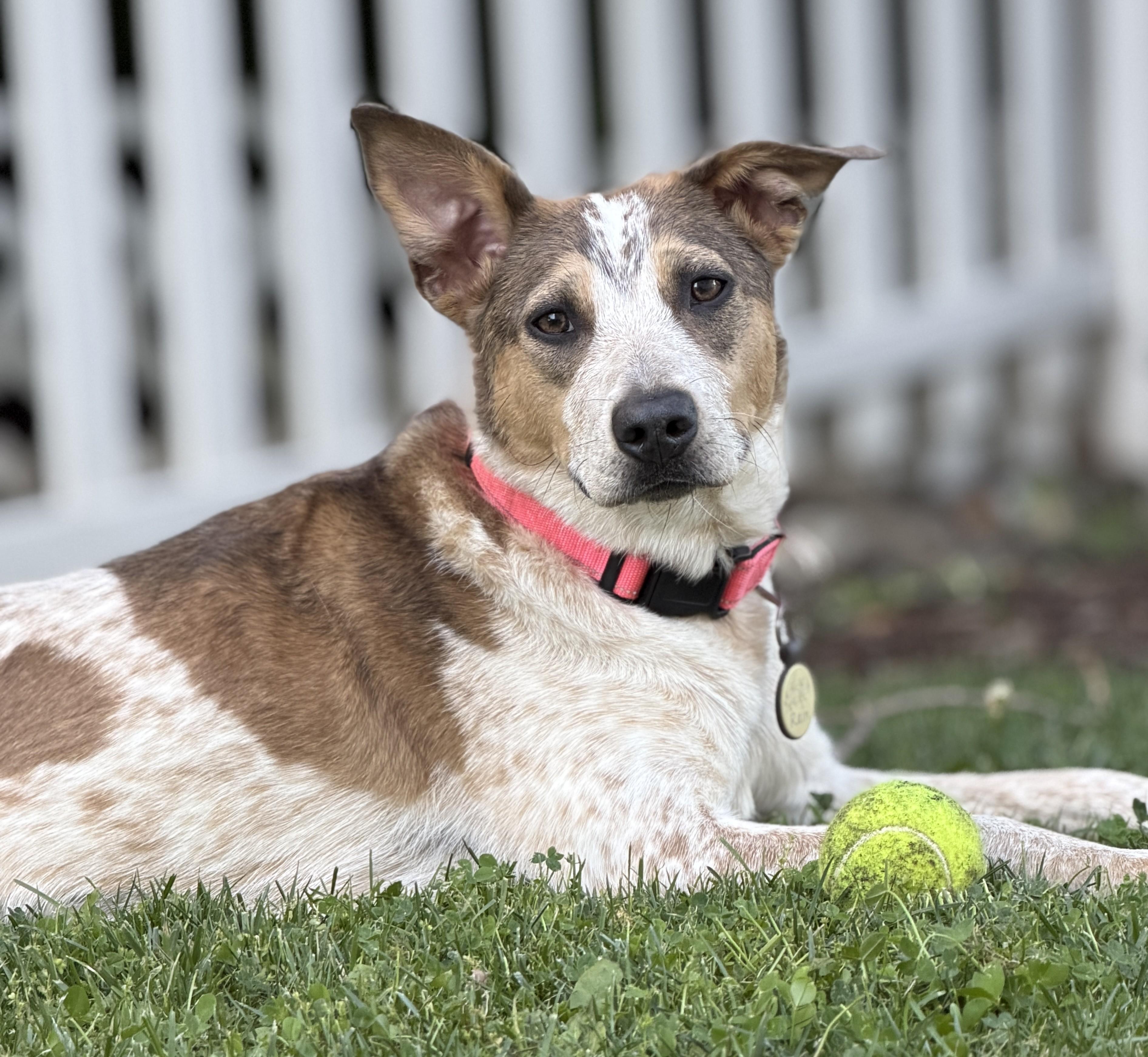 Raine-(2025R2 litter) Available-Courtesy Post, ADOPTABLE, Puppy Female Cattle Dog.