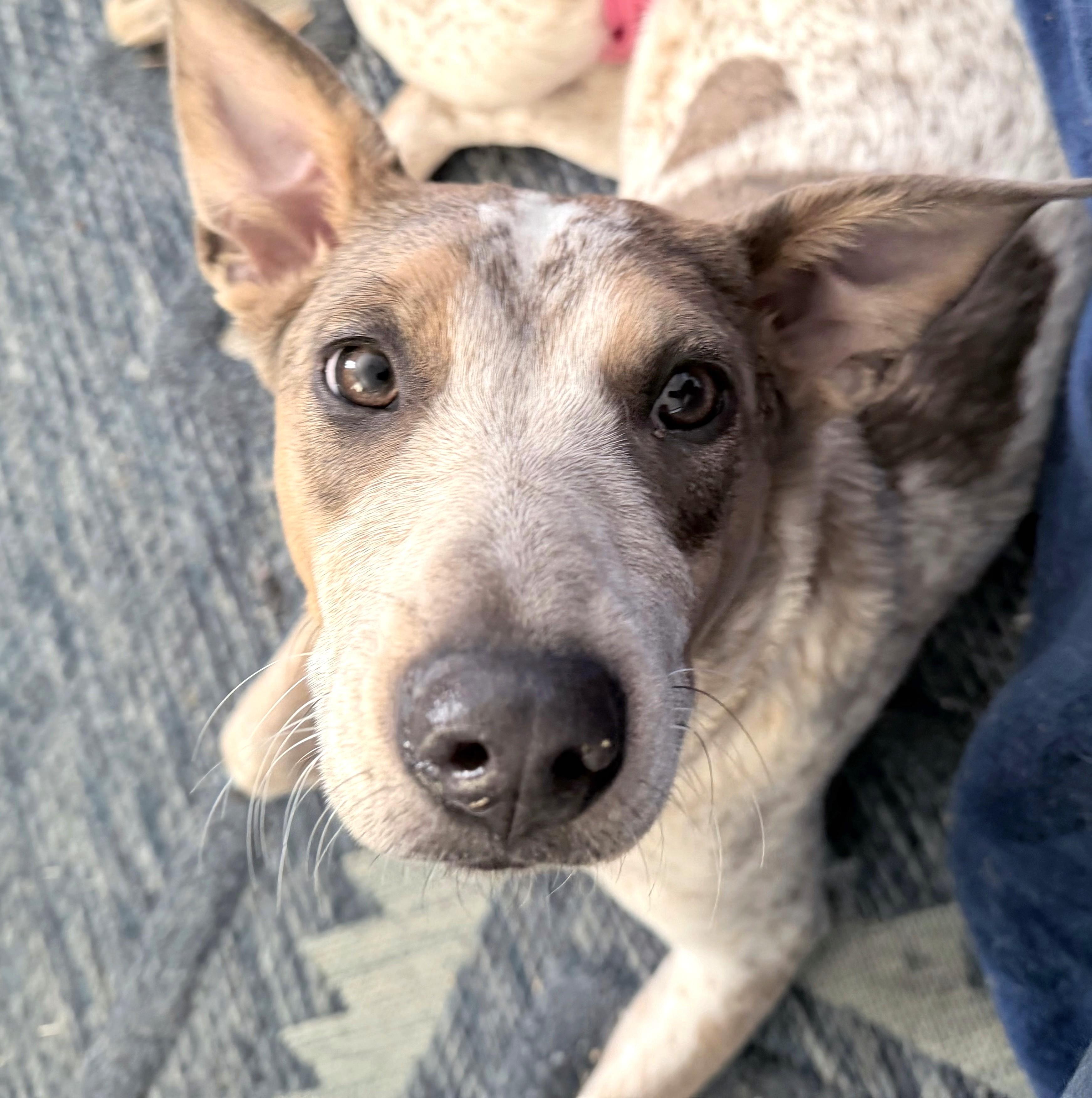 Enlarge Raine-(2025R2 litter) Available-Courtesy Post, a ADOPTABLE mixed breed in Frederick, MD image 2/6