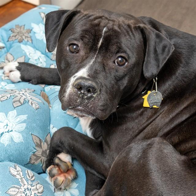 TINA, Adoptable, Young Female Pit Bull Terrier & Mixed Breed.