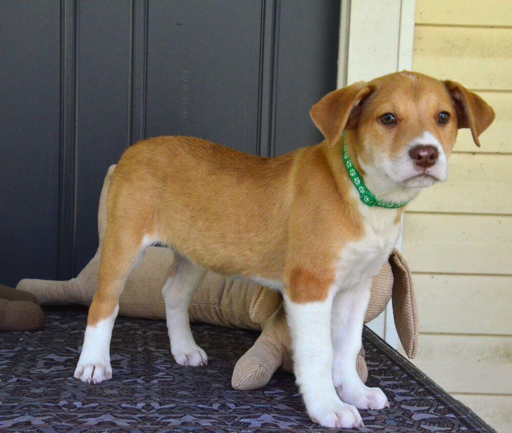 Romeo, Adoptable, Puppy Male Hound.