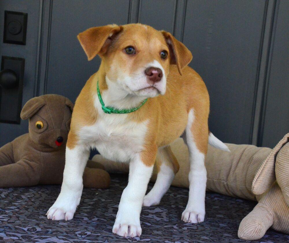Enlarge Romeo, a Adoptable mixed breed in Willingboro, NJ image 3/6