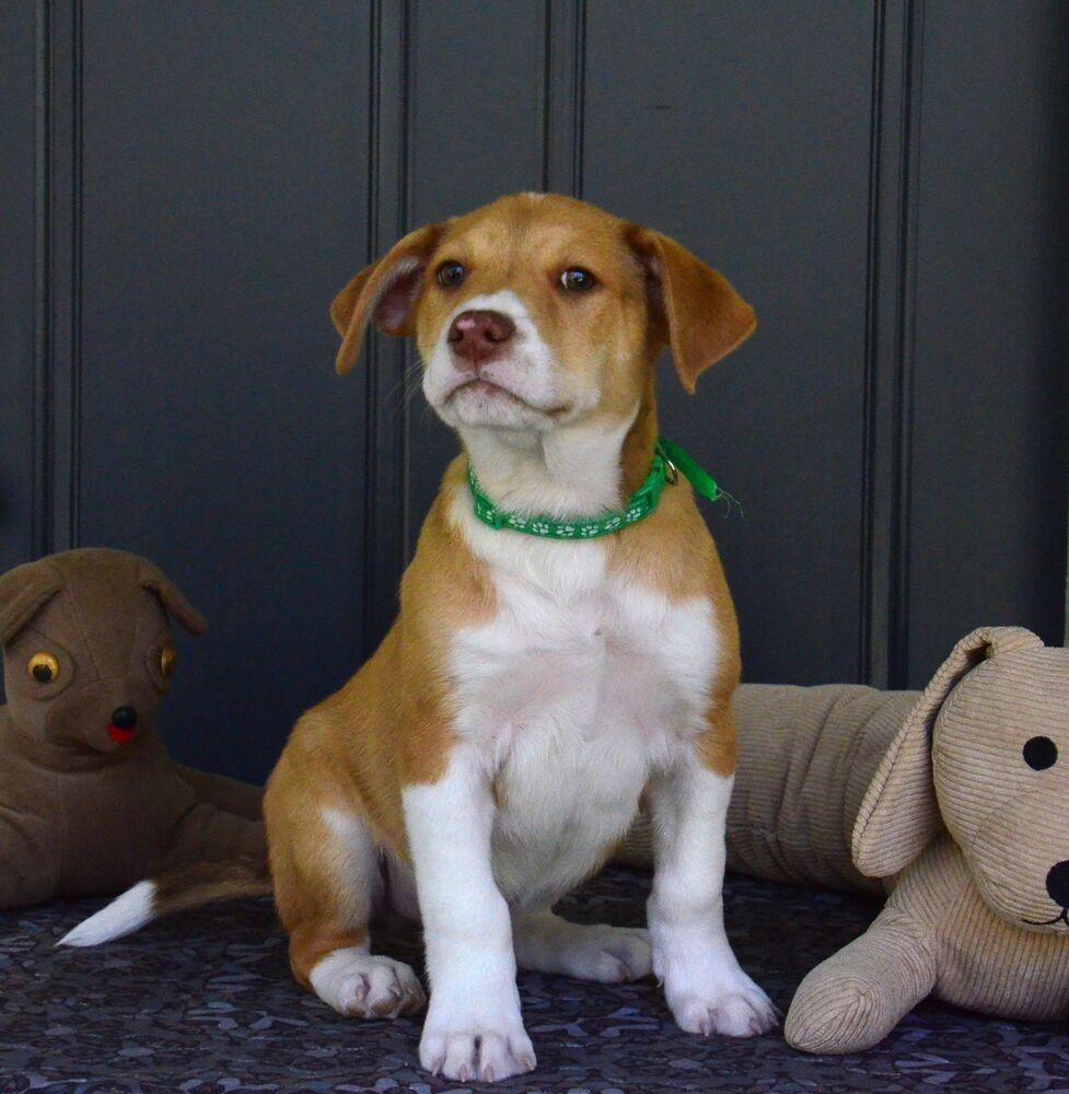 Enlarge Romeo, a Adoptable mixed breed in Willingboro, NJ image 4/6