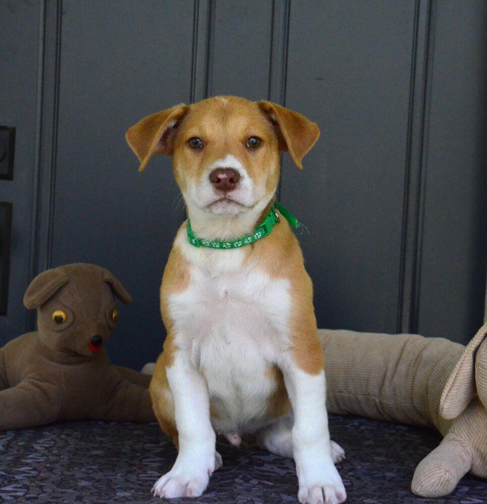 Enlarge Romeo, a Adoptable mixed breed in Willingboro, NJ image 5/6