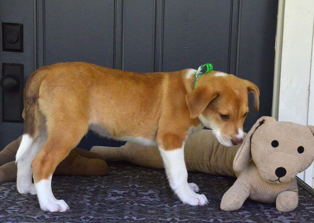 Enlarge Romeo, a Adoptable mixed breed in Willingboro, NJ image 6/6