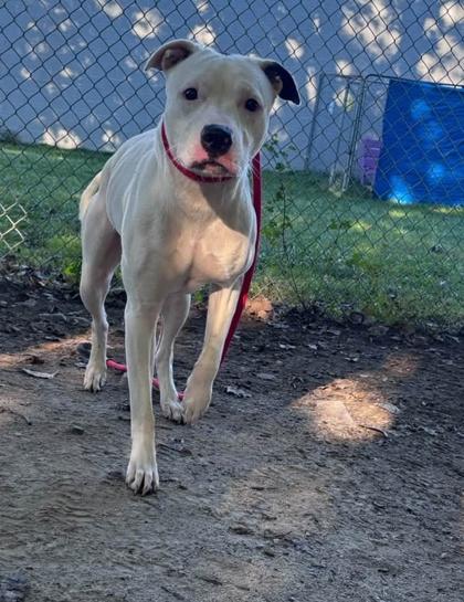 Chloe, Adoptable, Young Female Mixed Breed & Mixed Breed.