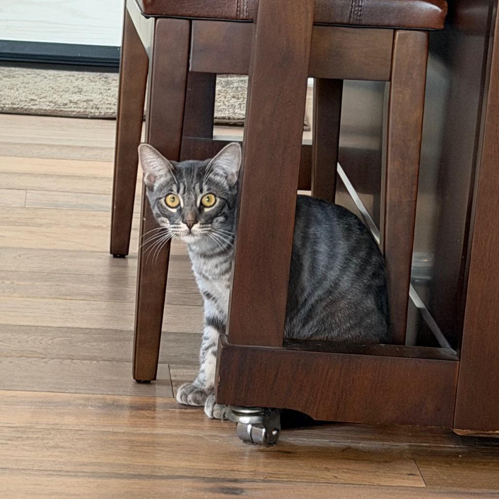 Chase, Adoptable, Young Male Domestic Short Hair.