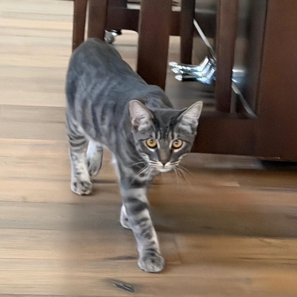 Enlarge Chase, a Adoptable Domestic Short Hair in Tustin, CA image 2/4