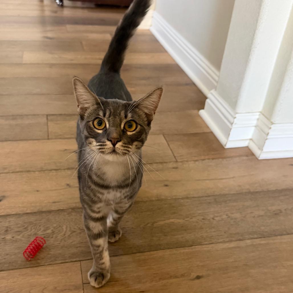 Enlarge Chase, a Adoptable Domestic Short Hair in Tustin, CA image 3/4