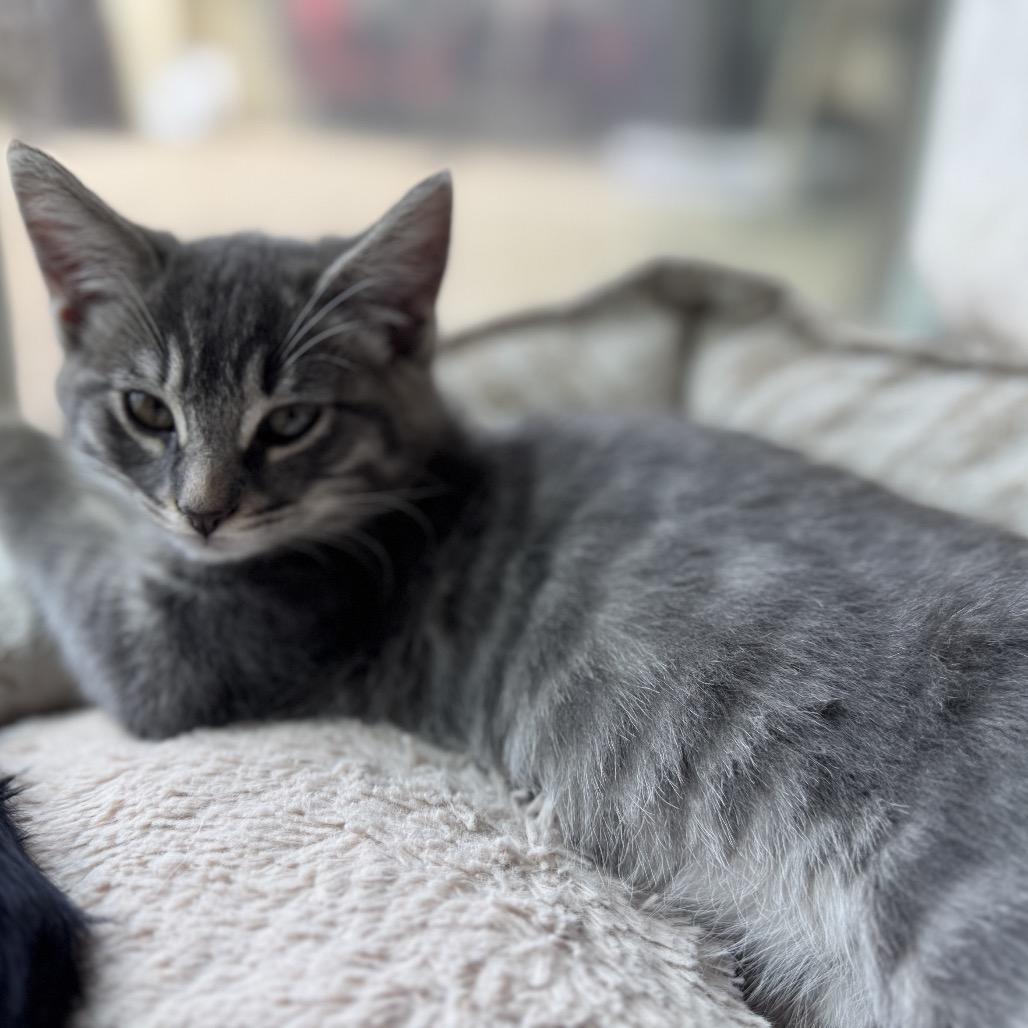 Enlarge Chase, a Adoptable Domestic Short Hair in Tustin, CA image 4/4