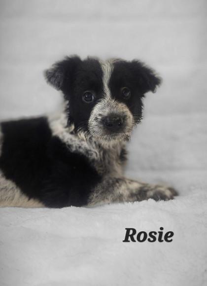 Rosie